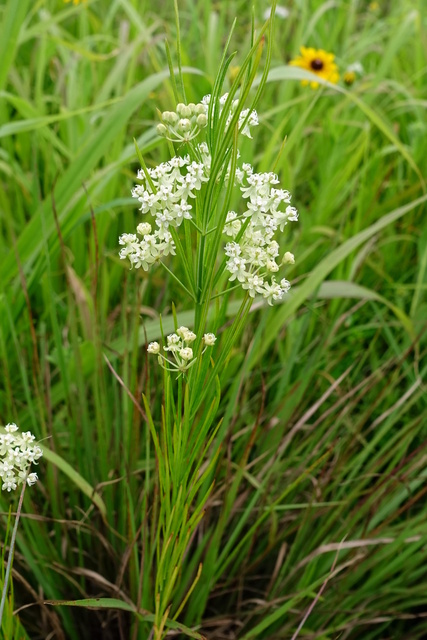 Asclepias verticillata - plant