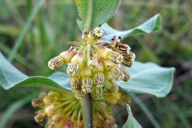 Asclepias viridiflora