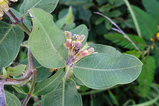 Asclepias viridiflora