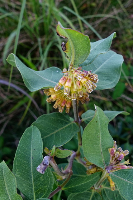 Asclepias viridiflora