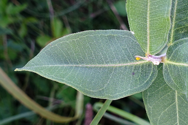 Asclepias viridiflora - leaves