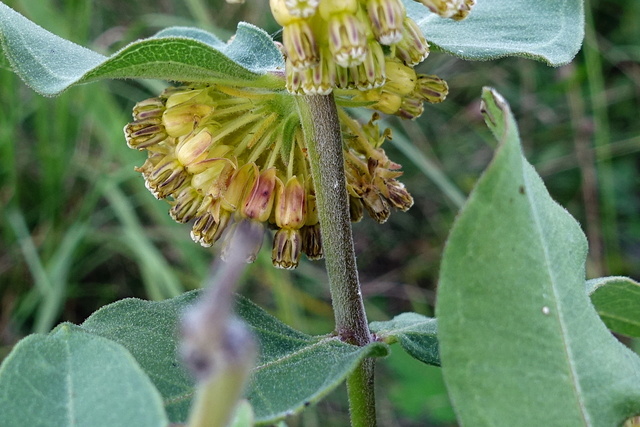 Asclepias viridiflora - stem