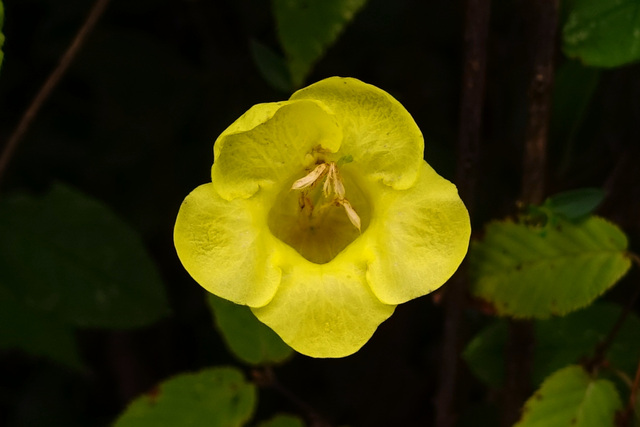 Aureolaria flava