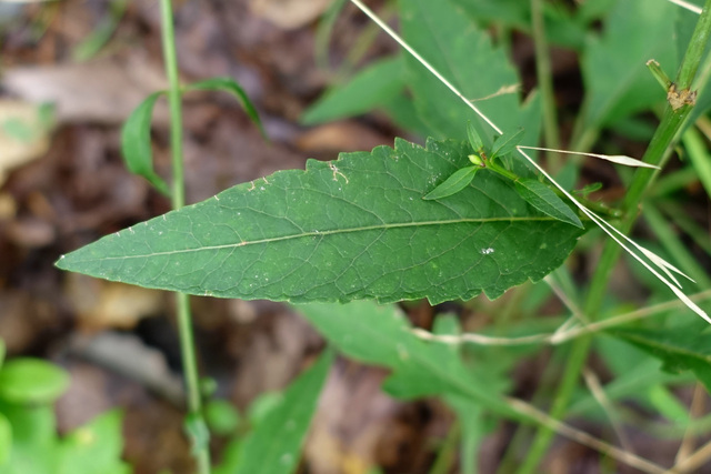 Aureolaria flava - leaves