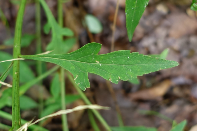 Aureolaria flava - leaves