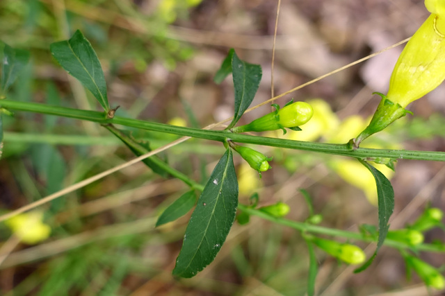 Aureolaria flava - upper leaves