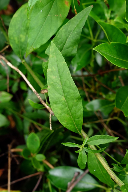 Aureolaria flava - upper leaves