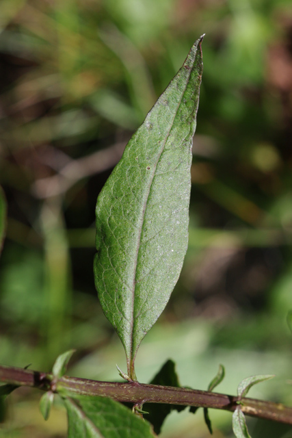 Aureolaria levigata - leaves