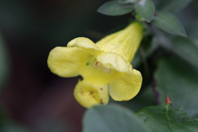 Aureolaria virginica