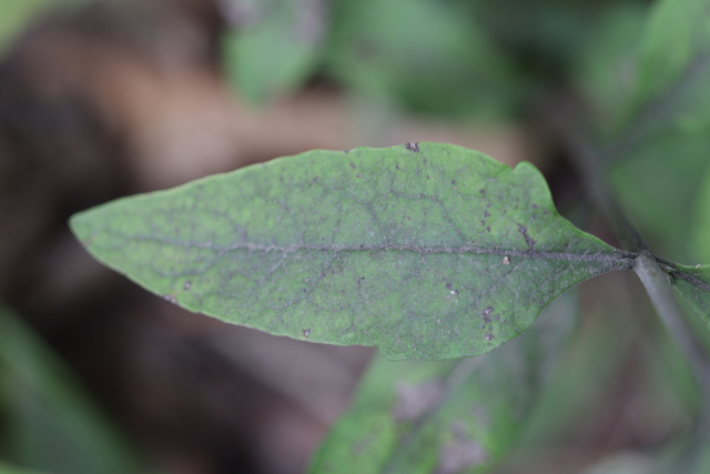 Aureolaria virginica - leaves