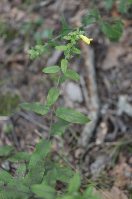 Aureolaria virginica - plant