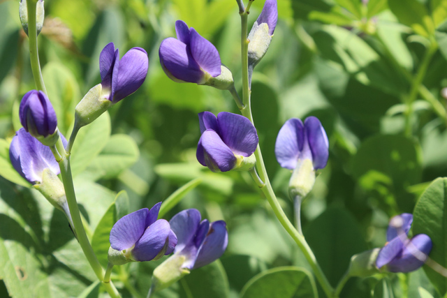 Baptisia australis