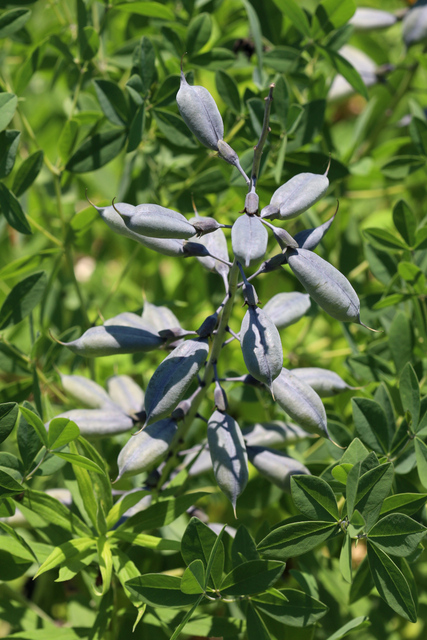 Baptisia australis - fruit