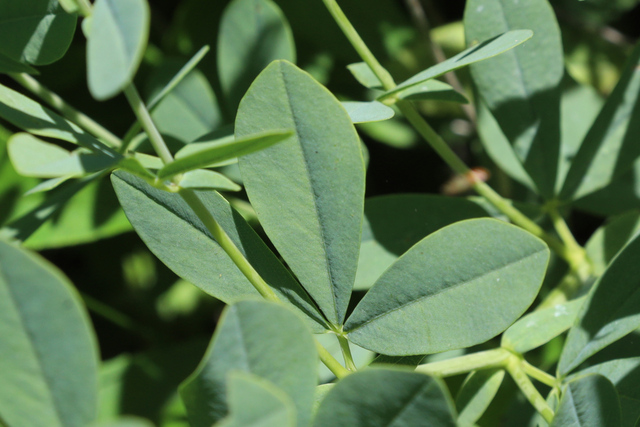 Baptisia australis - leaves