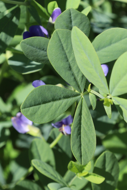 Baptisia australis - leaves