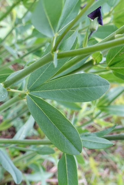 Baptisia australis - leaves