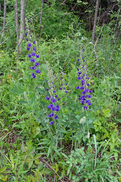 Baptisia australis - plants