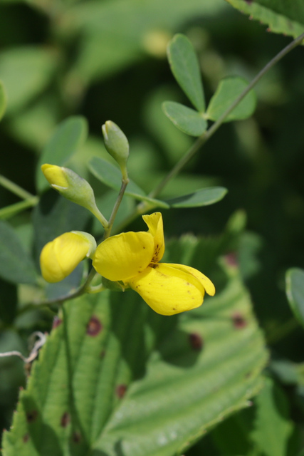 Baptisia tinctoria