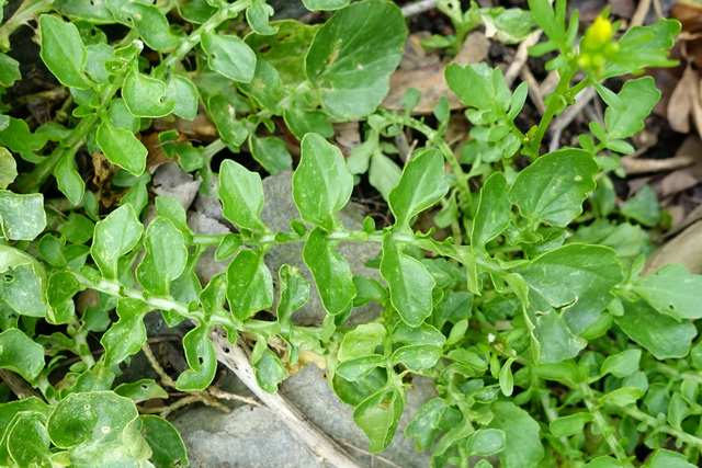 Barbarea verna - leaves