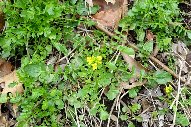 Barbarea verna - plant