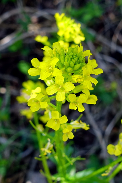 Barbarea vulgaris