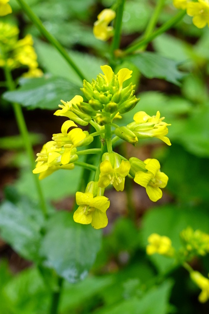 Barbarea vulgaris