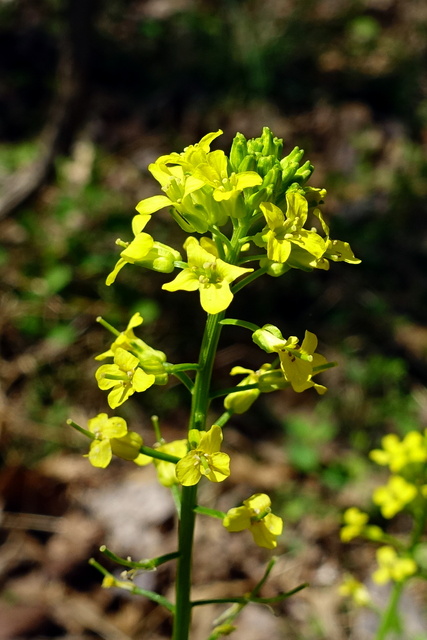 Barbarea vulgaris