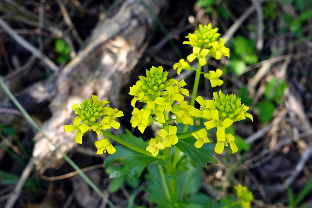 Barbarea vulgaris