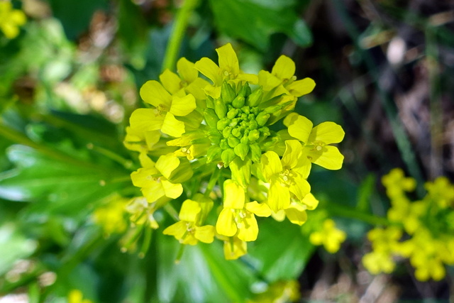 Barbarea vulgaris