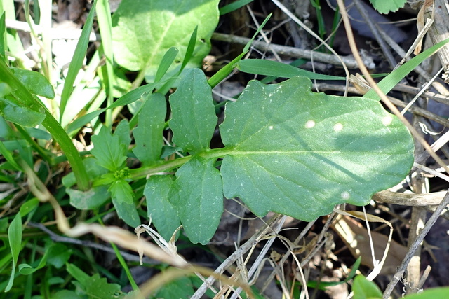 Barbarea vulgaris - leaves