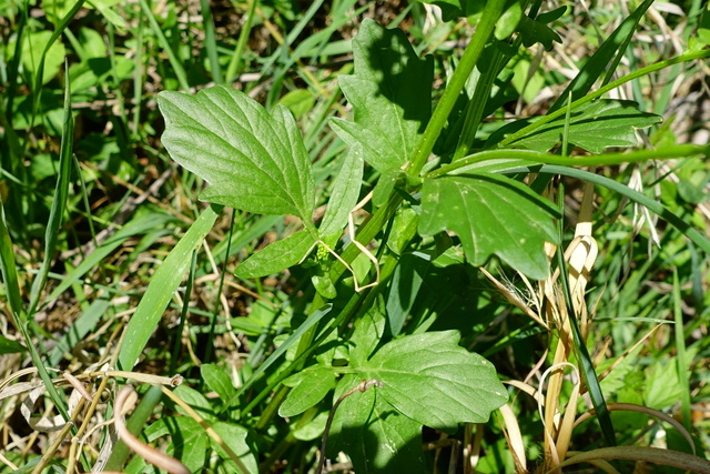 Barbarea vulgaris - leaves