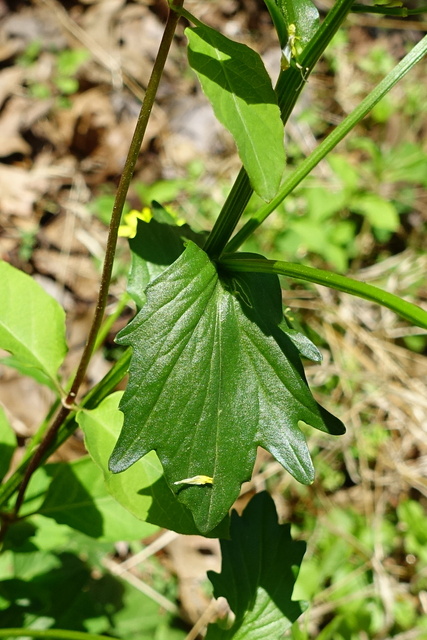 Barbarea vulgaris - leaves