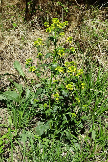 Barbarea vulgaris - plant