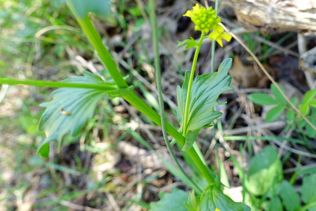 Barbarea vulgaris - stem