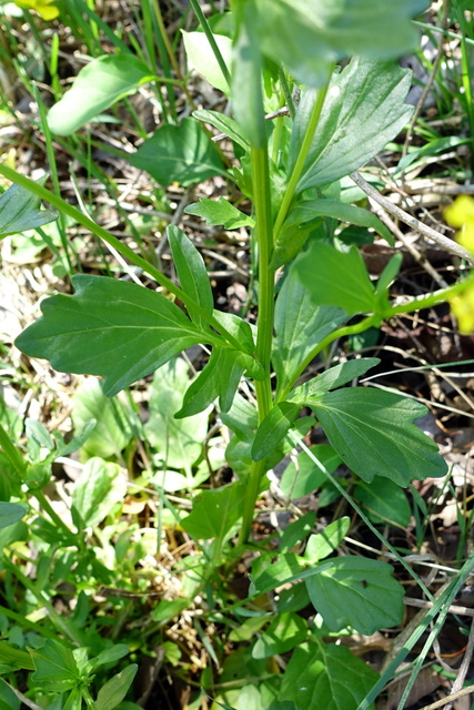 Barbarea vulgaris - stem