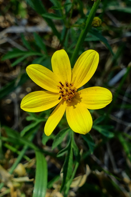 Bidens aristosa