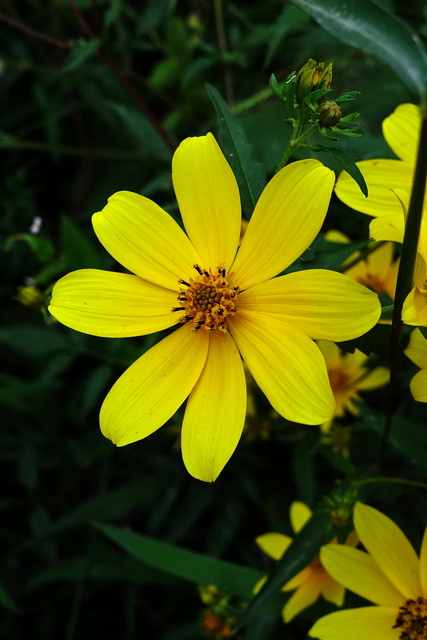 Bidens aristosa