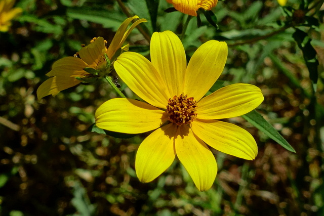 Bidens aristosa