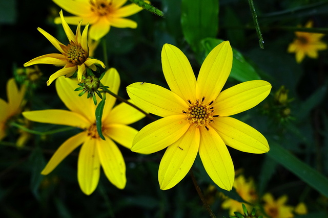 Bidens aristosa