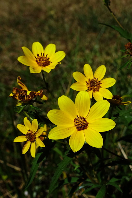 Bidens aristosa