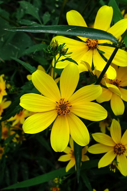 Bidens aristosa