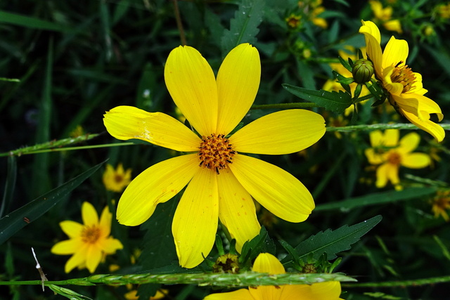 Bidens aristosa