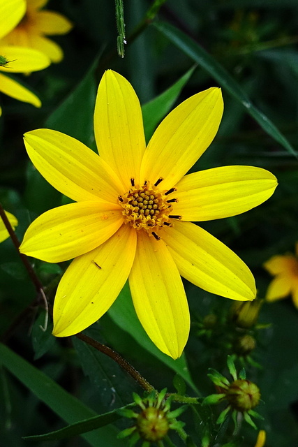 Bidens aristosa