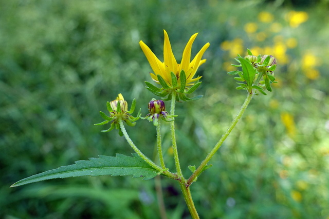 Bidens aristosa