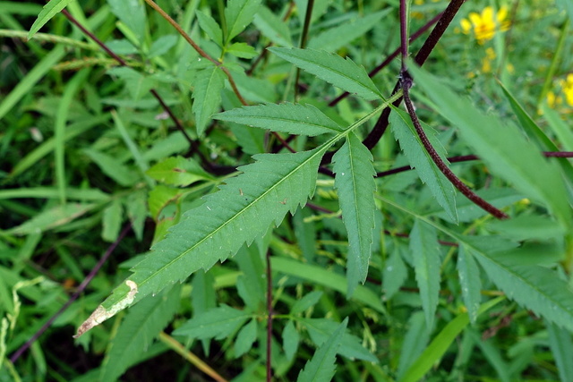 Bidens aristosa - leaves