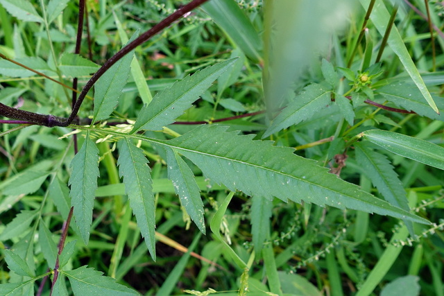 Bidens aristosa - leaves