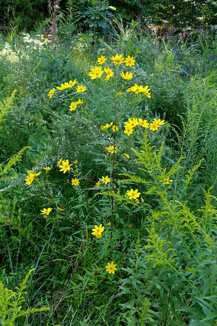 Bidens aristosa - plant