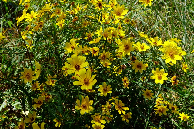 Bidens aristosa - plants