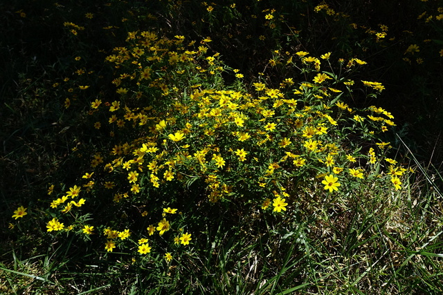 Bidens aristosa - plants