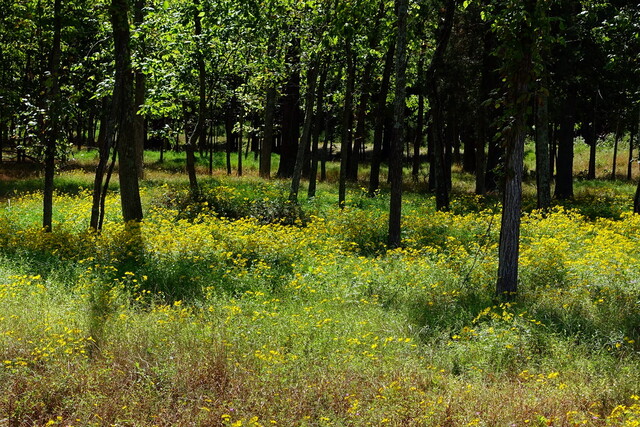 Bidens aristosa - plants